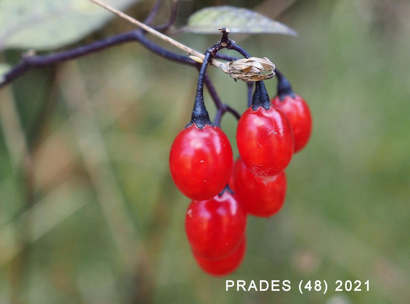 Nightshade, Woody fruit